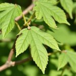 Découvrez les 10 arbres à feuilles caduques incontournables pour embellir votre jardin