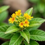 Trompette de Jéricho : Guide complet pour planter, tailler et entretenir cette plante mystérieuse