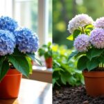 Hortensias d’intérieur vs d’extérieur : quelles distinctions et conseils de culture ?