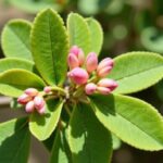 Eucalyptus gunnii : ce qu'il faut savoir avant de l'adopter