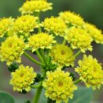 Tout savoir sur les racines du figuier : Guide essentiel pour les jardiniers