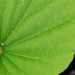 Spathiphyllum à feuilles tombantes : découvrez les causes et comment y remédier efficacement