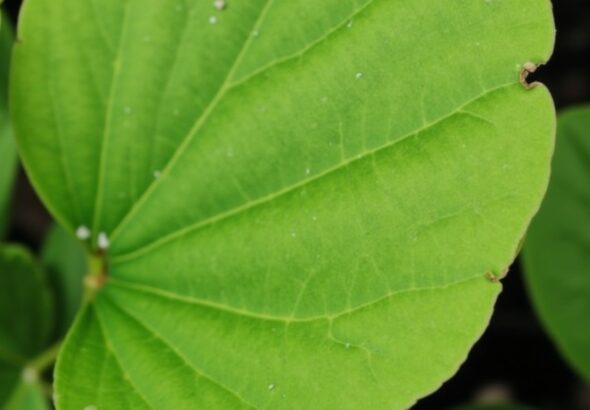 Spathiphyllum à feuilles tombantes : découvrez les causes et comment y remédier efficacement