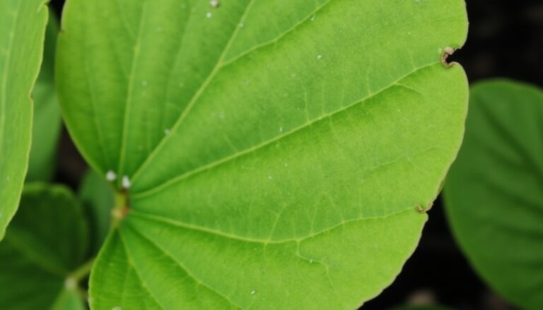 Spathiphyllum à feuilles tombantes : découvrez les causes et comment y remédier efficacement