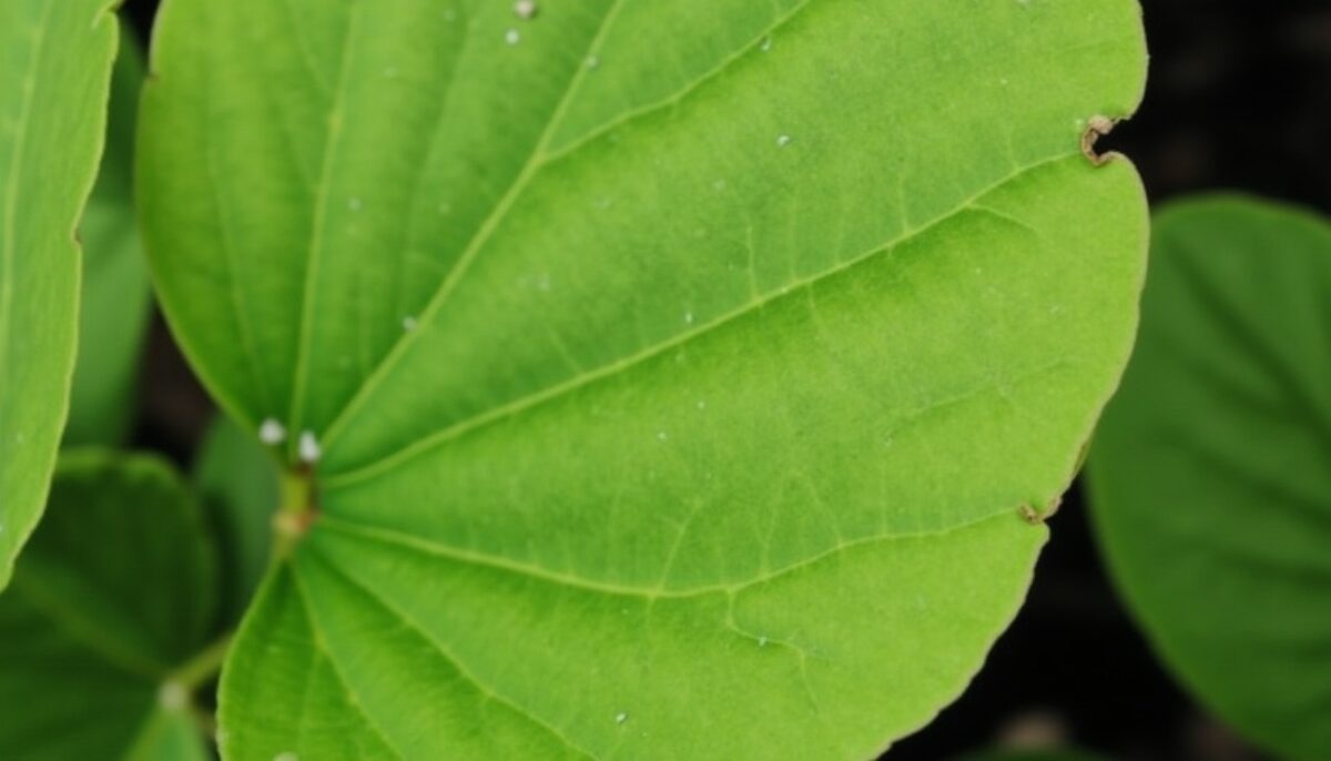 Spathiphyllum à feuilles tombantes : découvrez les causes et comment y remédier efficacement