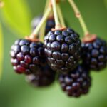 Peut-on consommer les fruits du mûrier platane en toute sécurité ?